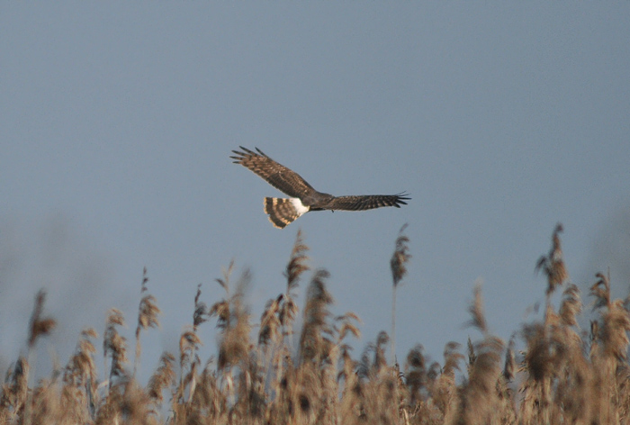 Rapace